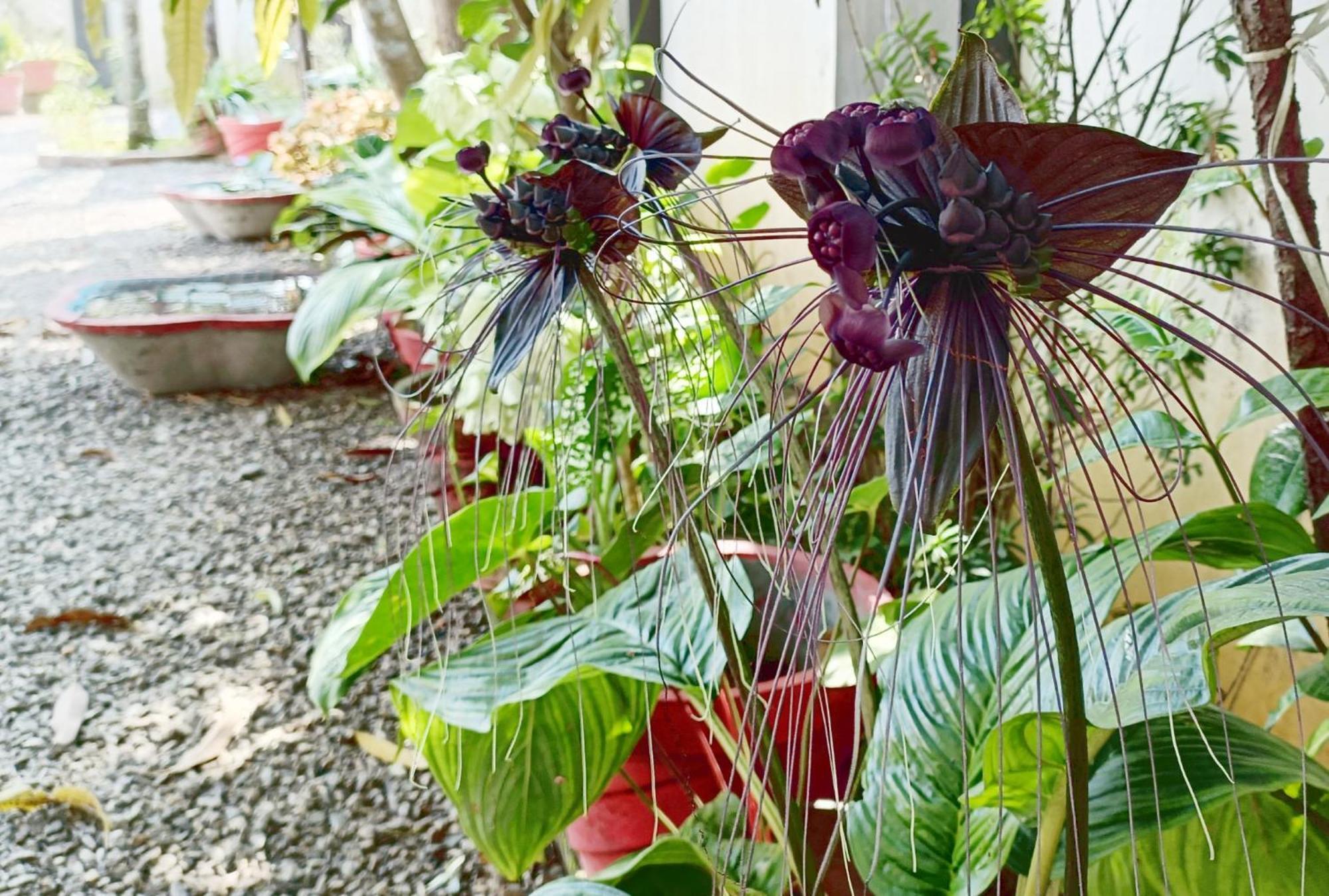 Alma Homestay 马拉利库兰 外观 照片